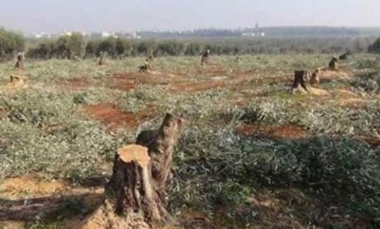 في قرى (كوتانا، كرزيليه و ميدانكي).. مسلحو الإخوان ينكلون بأشجار عفرين ويحولونها حطباً