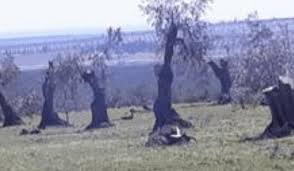 قطع نحو مائتي شجرة زيتون في قرية ميدانكي... أكثر من نصفها تعود لقاضٍ كرديّ