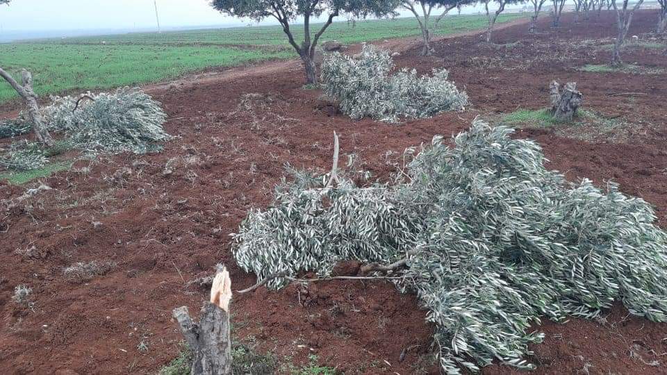 قطع 135 شجرة زيتون وشجرتي جوز في ناحيتي شرا وجنديرس من قبل مسلحي ميليشيات الاحتلال التركي