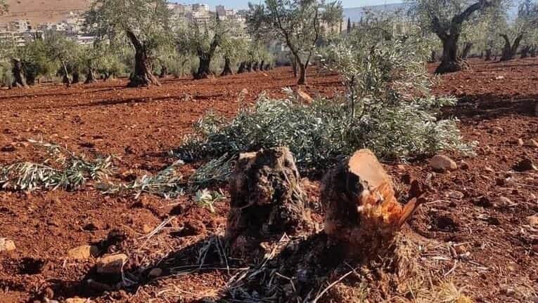 مسلحو ميليشيا الحمزات يقطعون 47 شجرة زيتون على طريق قرية جوقيه