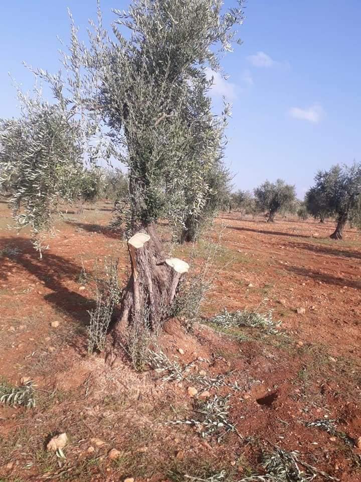 “Al-Sharqiya” militia is cutting down Afrin trees on the pretext of its owned by “self-management”