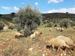 Occupation militias steal a flock of sheep in the Shirawa district