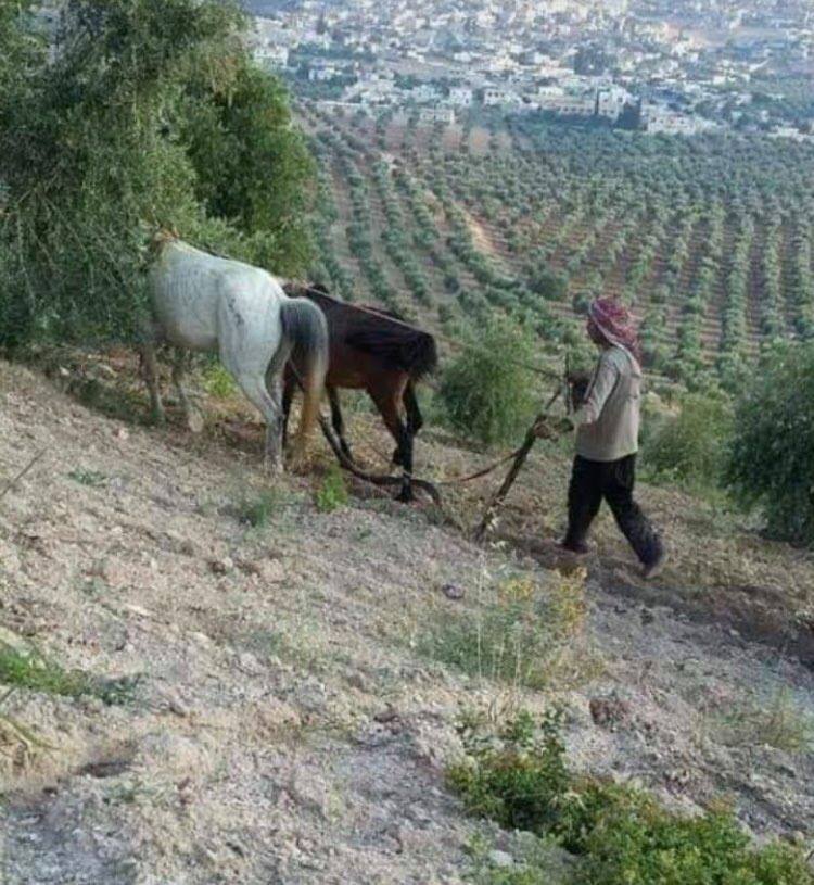 Settlers in Afrin start to reap the olive harvest of Kurdish people