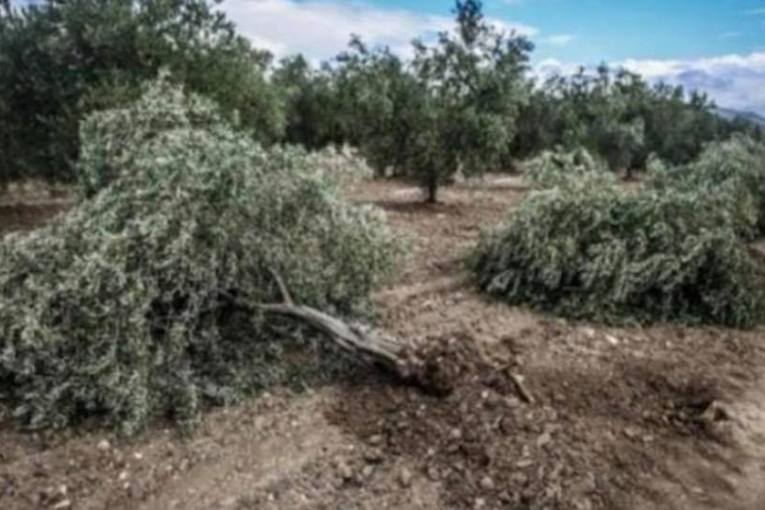 Turkish occupation militias take revenge on Kurdish human rights defenders by cutting down their trees in Afrin