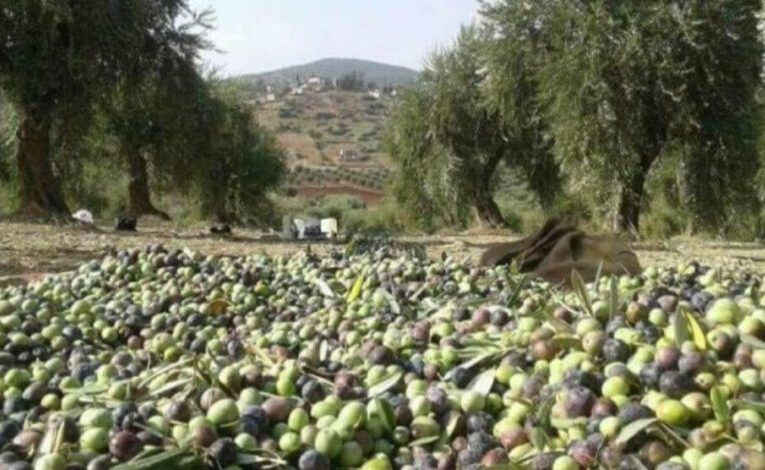 After plundering the harvest of two thousand trees in Shekhotka ... 