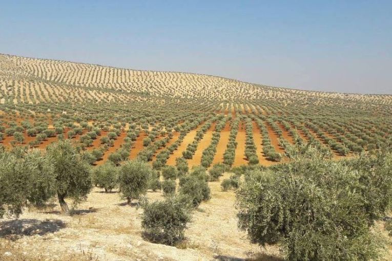 Turkish official admits stealing Afrin oil and exporting it to the world