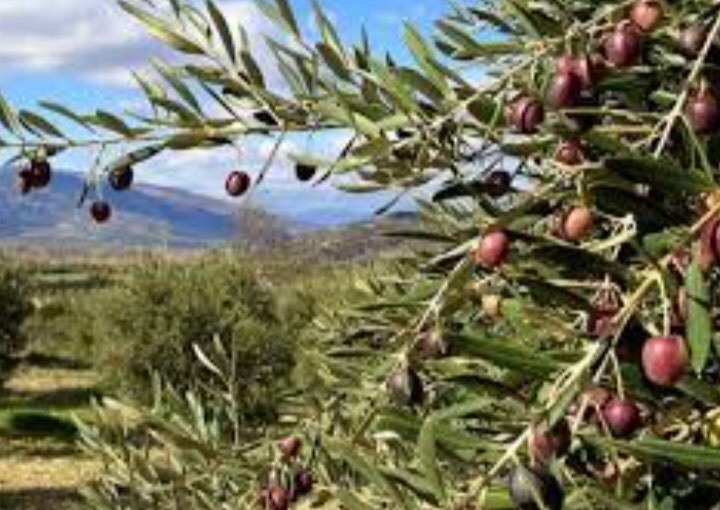 In numbers: The losses of the current olive season in Afrin ... as a result of the Turkish occupation