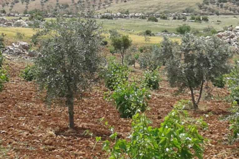 New attack and assault incidents against Kurds in Afrin amid widespread grape leaf season thefts