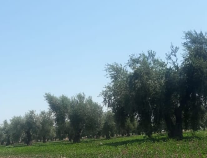 IDPs cut down 50 olive trees in Kafardale village in Afrin