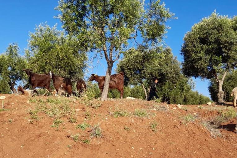 IDP shepherds assault Kurdish elderly man in Mobata, Afrin