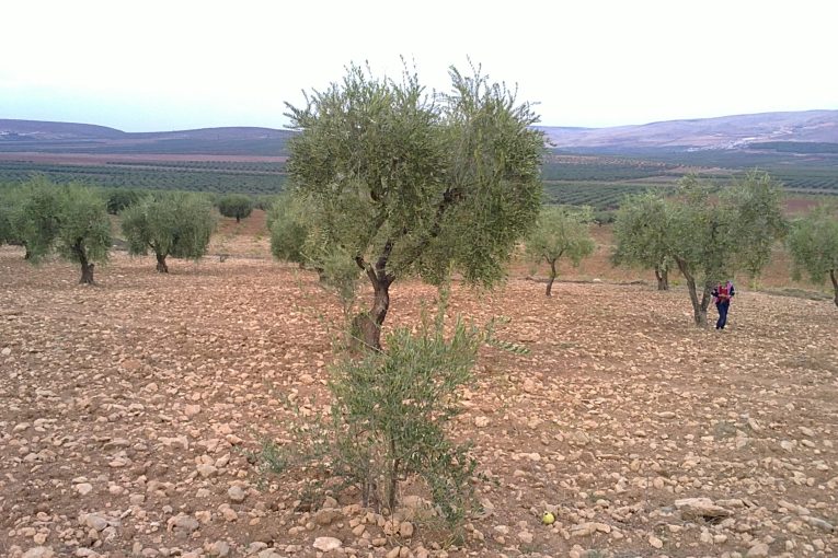 Al-Hamza militia imposes royalties on “olive season” in 4 villages in Afrin