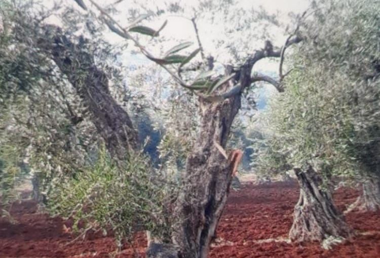 “Jaish Al-Nukhbeh” militants cut down 65 olive trees in Gamrouk, Afrin