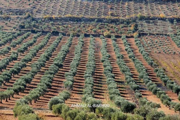 SNA Militias Exploit Olive Harvest's End, Intensify Financial Pressures on Locals in Afrin
