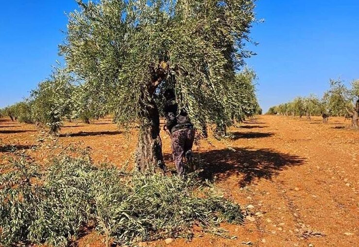Ankara-backed Militias Continue Rampant Destruction of Olive Groves in Afrin