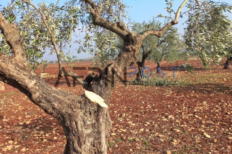 Turkish-backed Militia Cutting Down More Olive Trees in Afrin