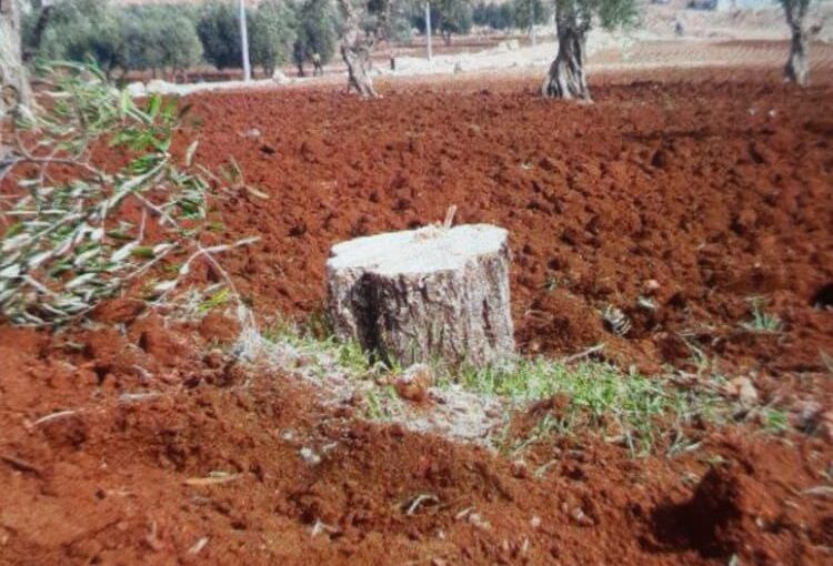 Rampant Tree Destruction Continues in Occupied Afrin