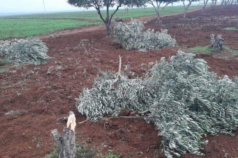 Turkish-backed Militias Cut Down More Trees in Afrin Countryside