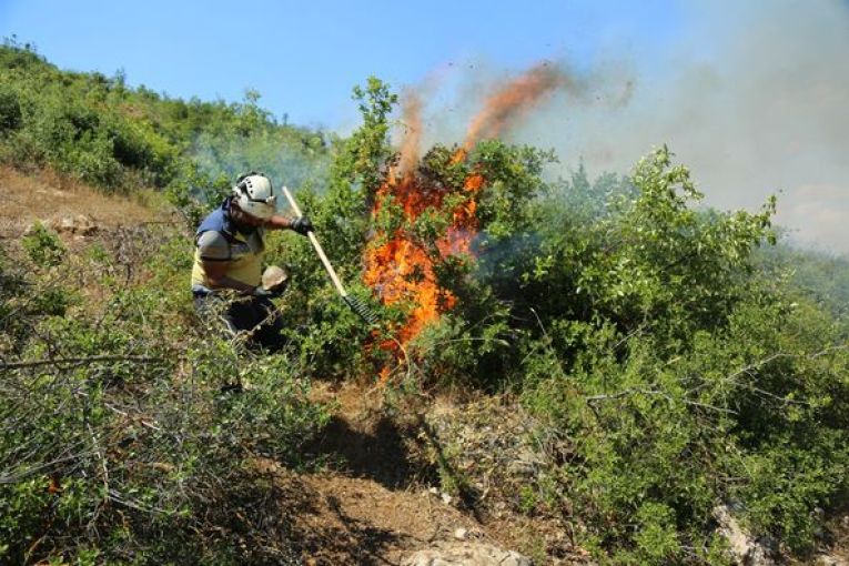 Deliberate Wildfires Devastate Natural Forests and Olive Groves in Afrin
