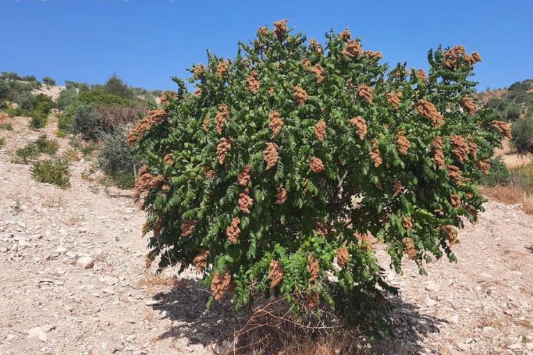 Widespread Theft of Sumac Harvest in Afrin
