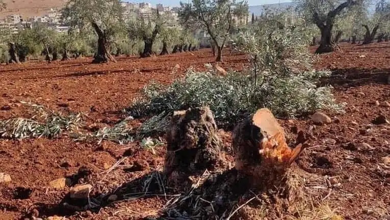 Olive Trees Felled by Armed IDPs in Afrin