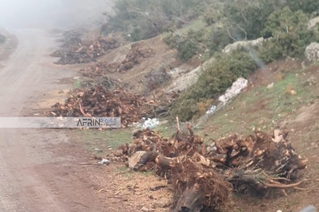 Militias Exploit Post-Fire Forests in Afrin for Timber and Charcoal Trade