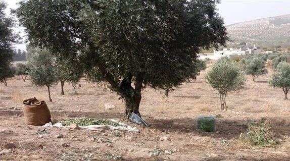 Militia Cancels Power of Attorney and Imposes Levies on Olive Groves in Afrin