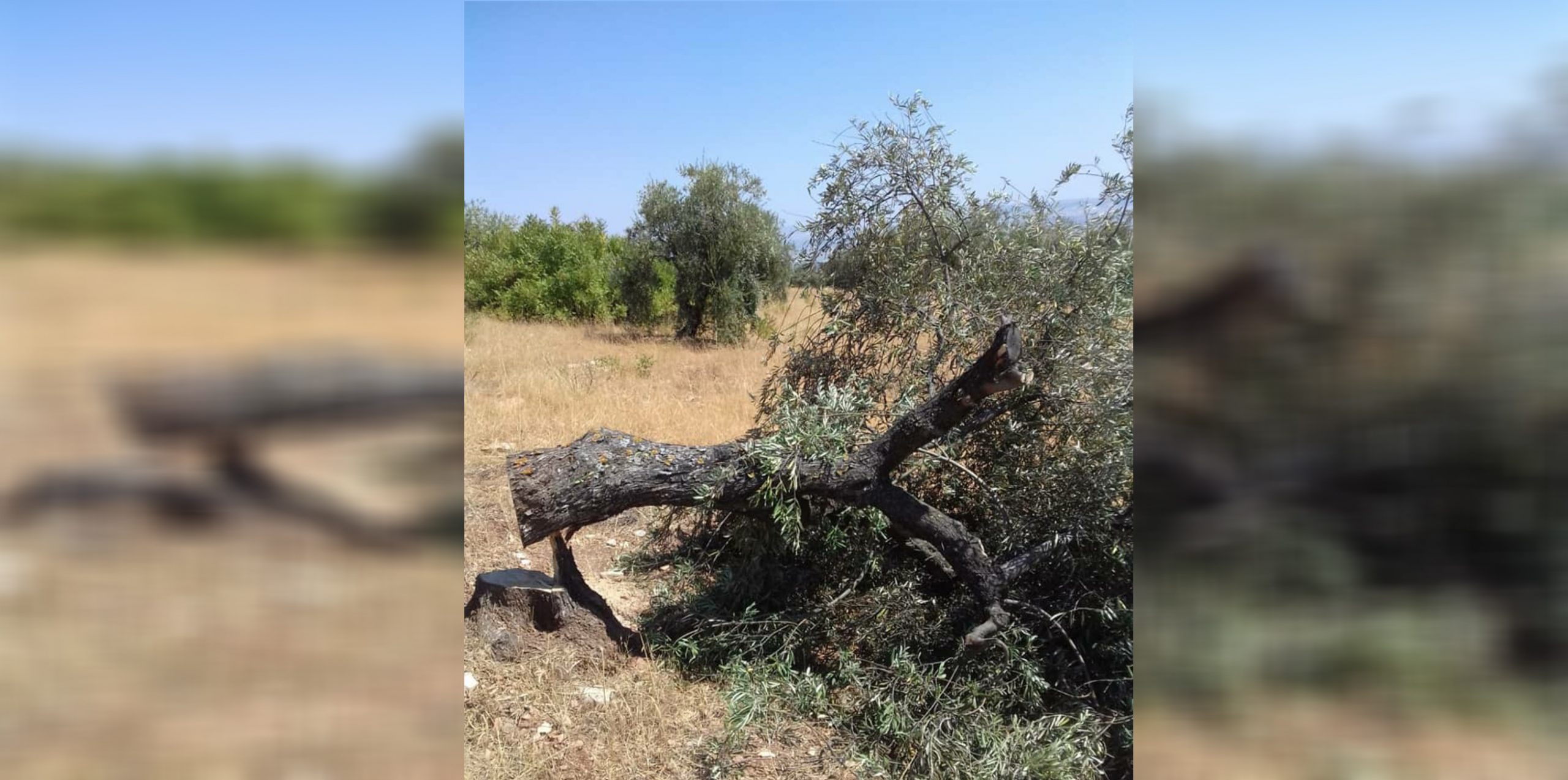 Birîn û bazirganiya bi darên zeytûnê yên Efrîniyan berdewam in