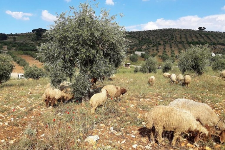 Milîsên “Ehrar El-Şerqiyê” 49 serî ji niştedagîrên li gundekî Mabeta dizîn