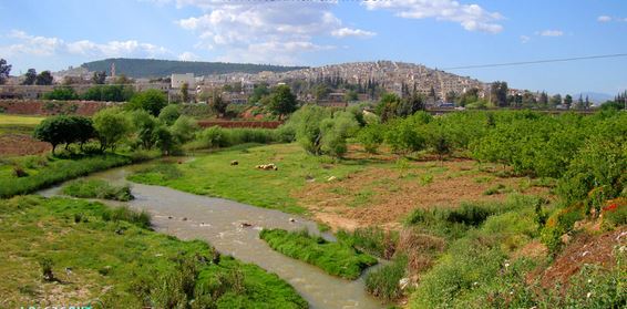 Niştedagîrên nû li aliyên çema Efrînê hatin bicîkirin ...şivanên niştedagîr pezên xwe li nava zeviyan diçêrînin û talankirina berheman dewam e