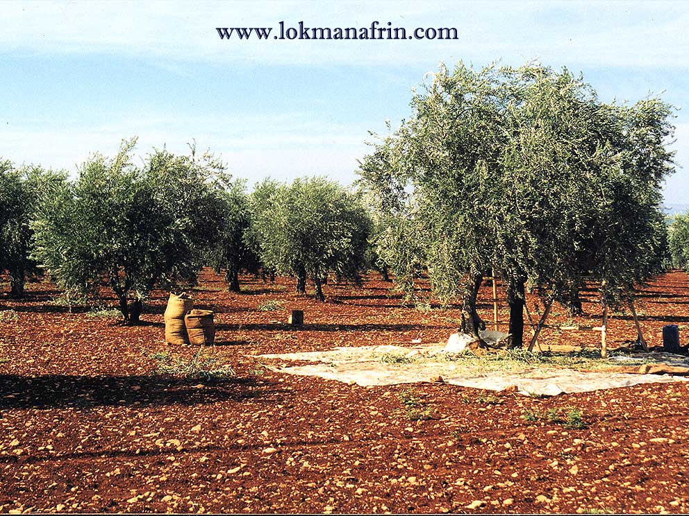 Niştedagîr li Efrînê dest bi diziya zeytûnan dikin