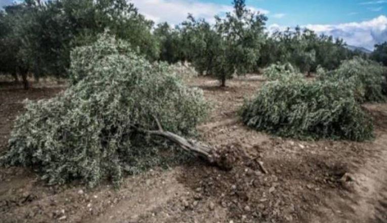 Milîsên “Siqûr El-Şam” 300 darên zeytûnê yên Kurdekî li Efrînê birîn