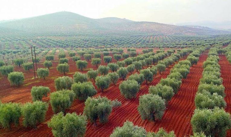 Çekdarên milîsên “Sultan Mûrad” Kurdan neçarî demankirina werzên zeytûnan dikin