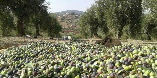 Milîsên “El-Şamiyê” berhema zeytûnan li du gundan dizîn