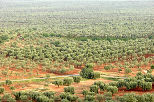 “El-Weqas” li gundê Meraniyê yê Şiyê baceke zêde li ser berhema zeytê disepîne