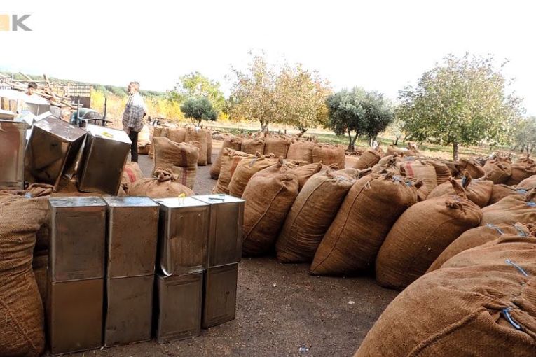 Milîsên Sultan Mûrad bi zorê nîvê berhema zeytûnan ê jineke Kurd li navçeya Şera stand