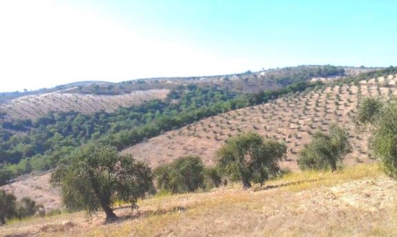 Niştedagîr daristanekê bi rûpîvana 2 KM2 li Cindirêsê dibirin