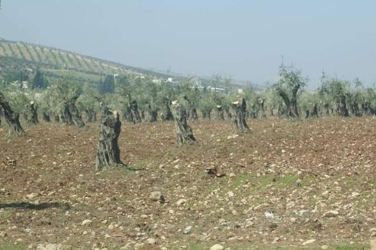 Li deşta gundê Çûqê bi dehan ji darên zeytûnê hatin birîn