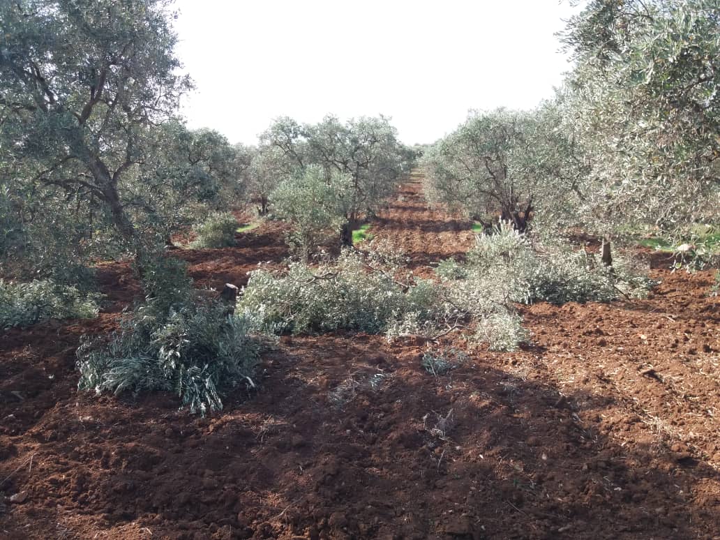 Milîsên dagirkeriyê li bajarê Efrînê bi dehan ji darên zeytûnê birîn