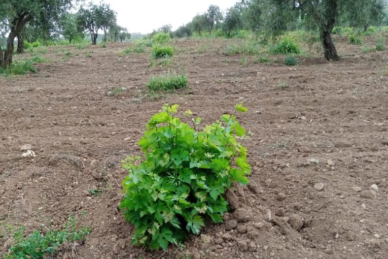 Meclisên dagirkeriyê 50 L.T bac li ser werza pelên tirî disepînin